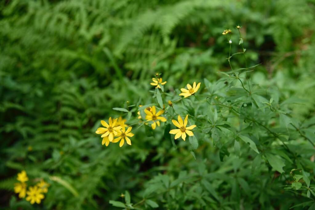 Meadows of Dan Fox Trot Cabin מראה חיצוני תמונה