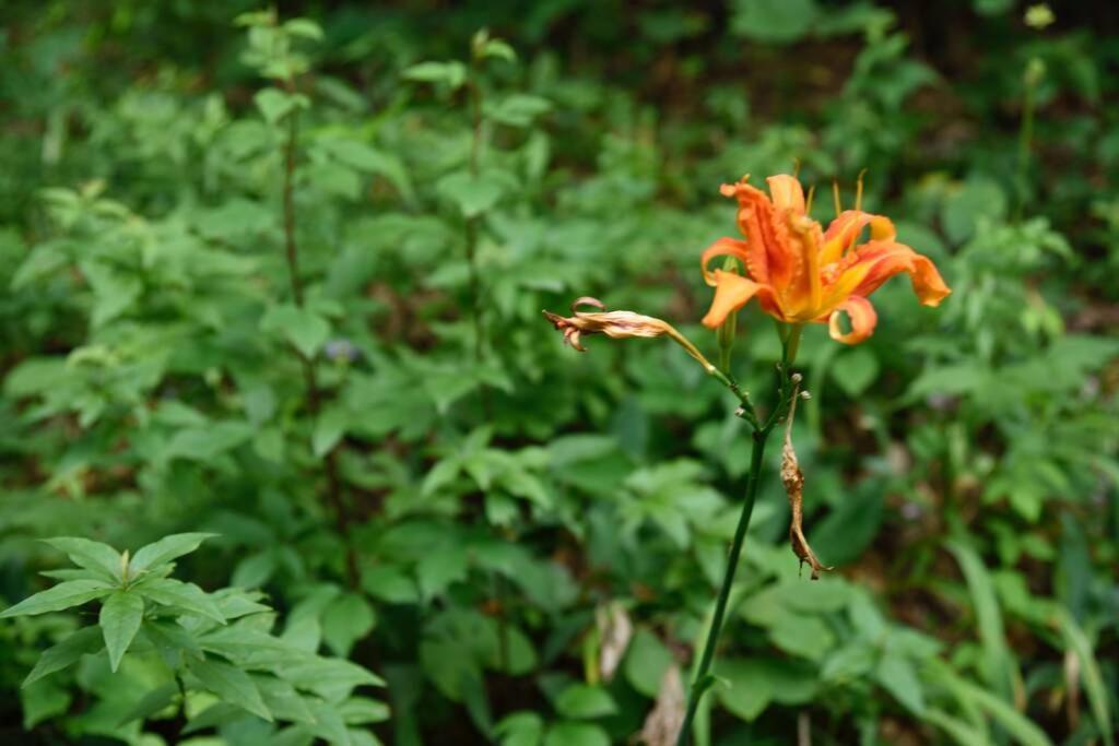 Meadows of Dan Fox Trot Cabin מראה חיצוני תמונה