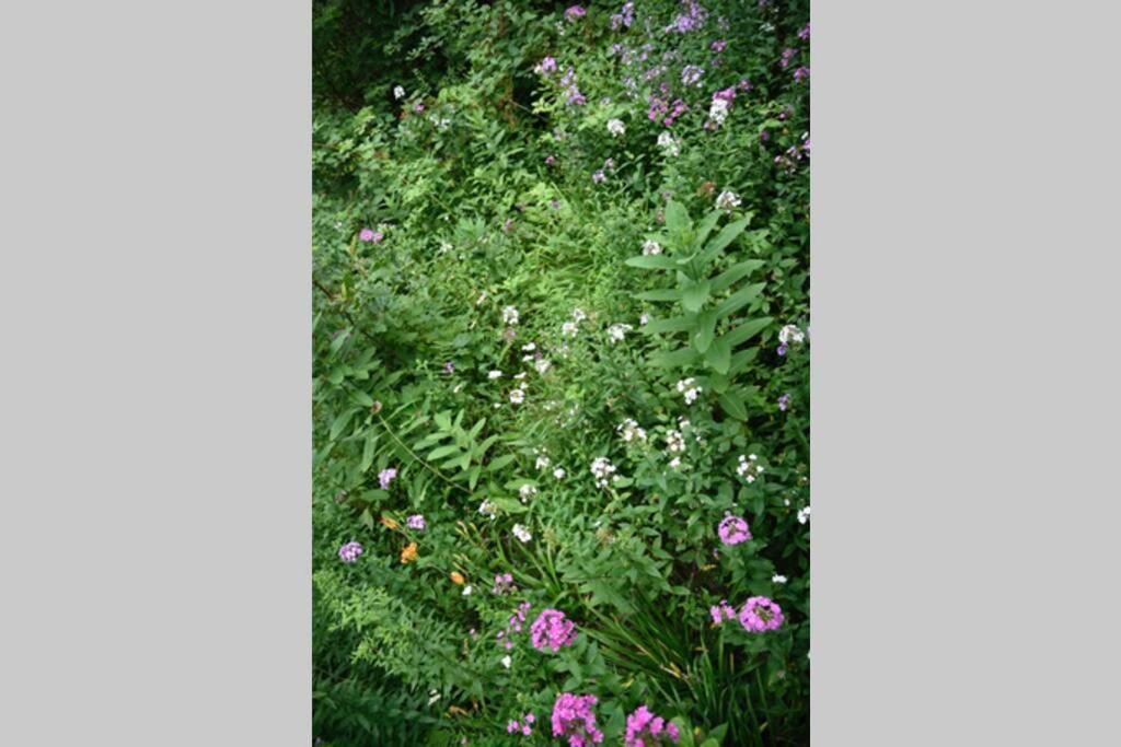 Meadows of Dan Fox Trot Cabin מראה חיצוני תמונה